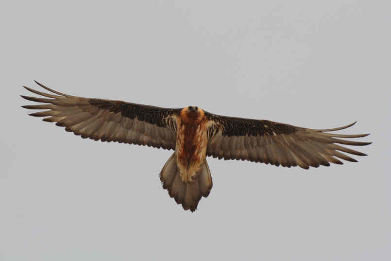 Fauna delle Alpe